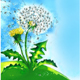 Wiese